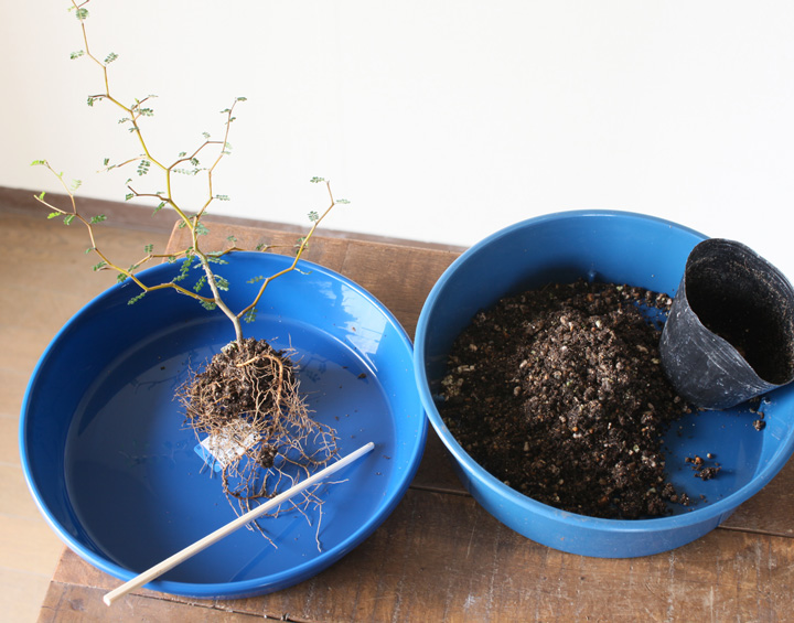 ソフォラの育て方 植え替え編 特集 読みもの E 花屋さん