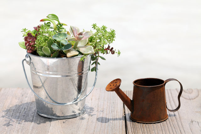 多肉植物の注意点