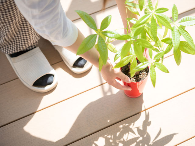 観葉植物　選び方ランキング