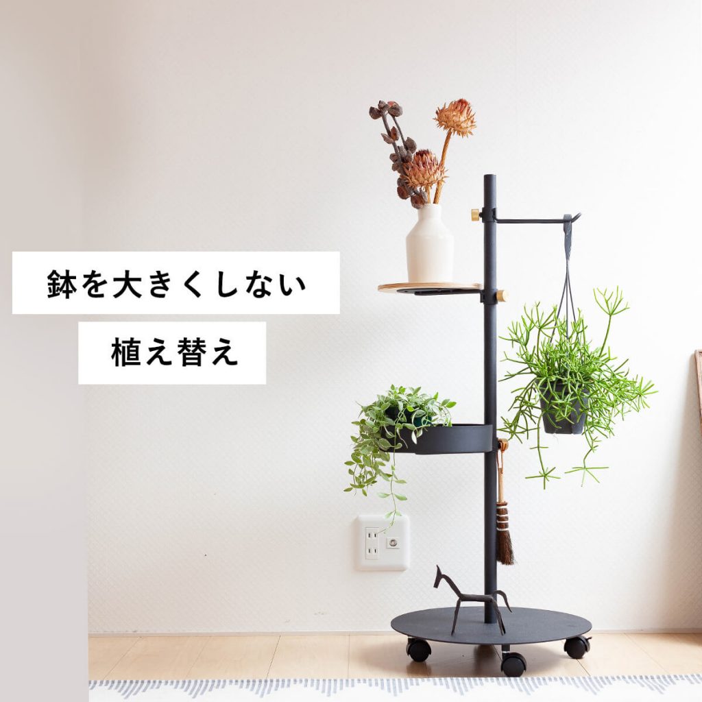 鉢を大きくしない植え替え