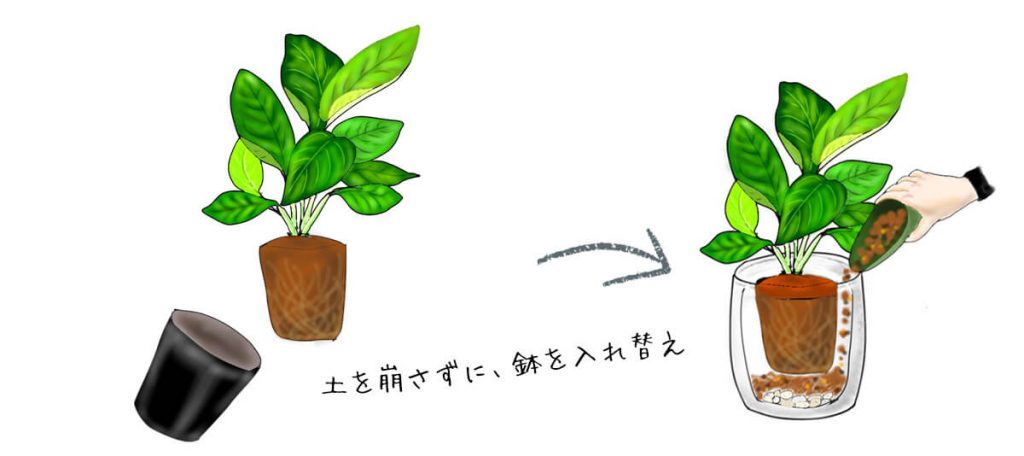 根を傷めない植え替えのやり方