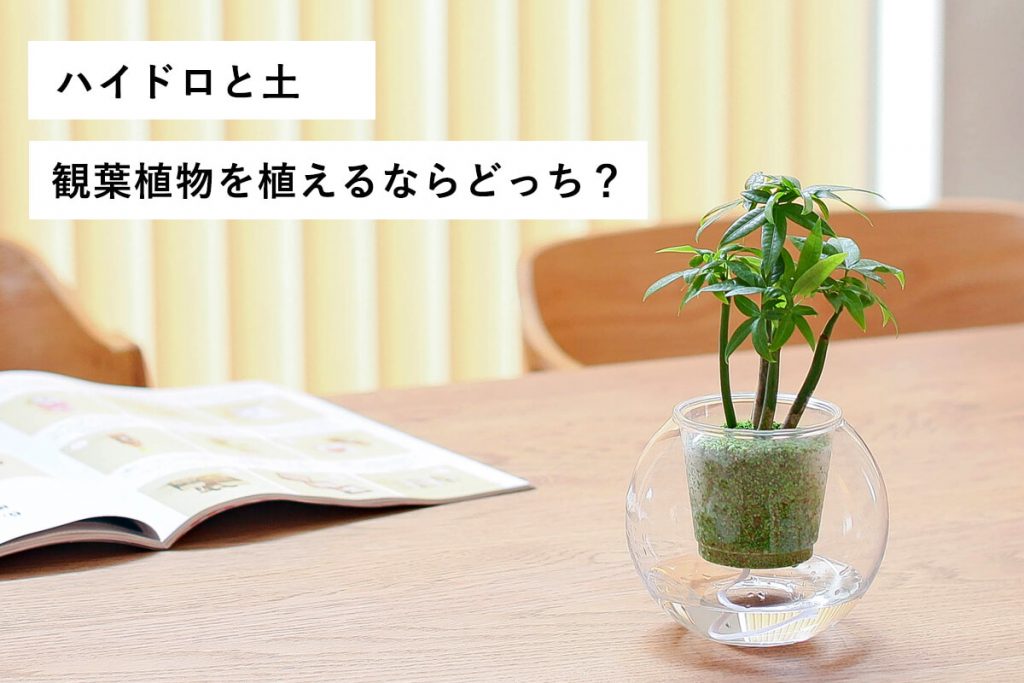 ハイドロカルチャーの観葉植物（パキラ）