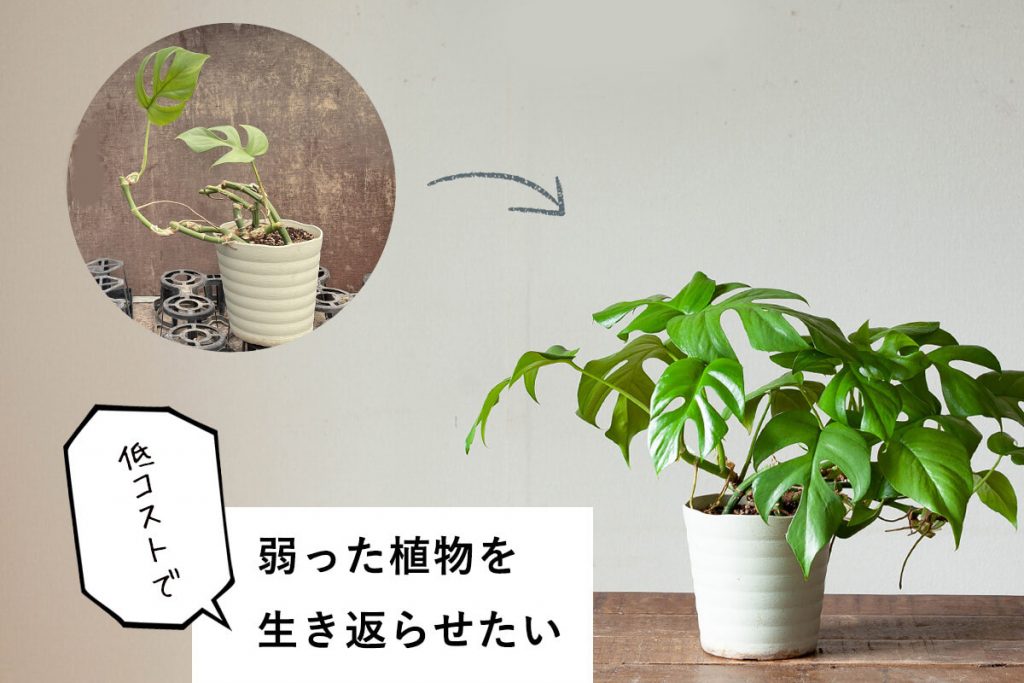 根詰まりした植物を元通りに