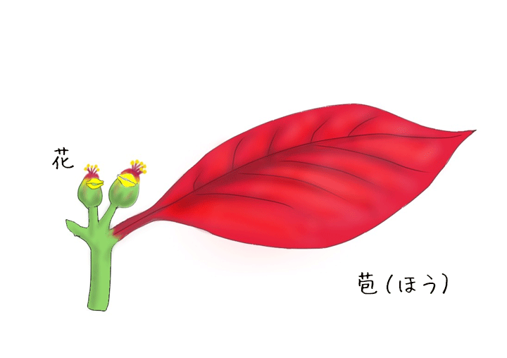 ポインセチアの花と苞（ほう）のイラスト