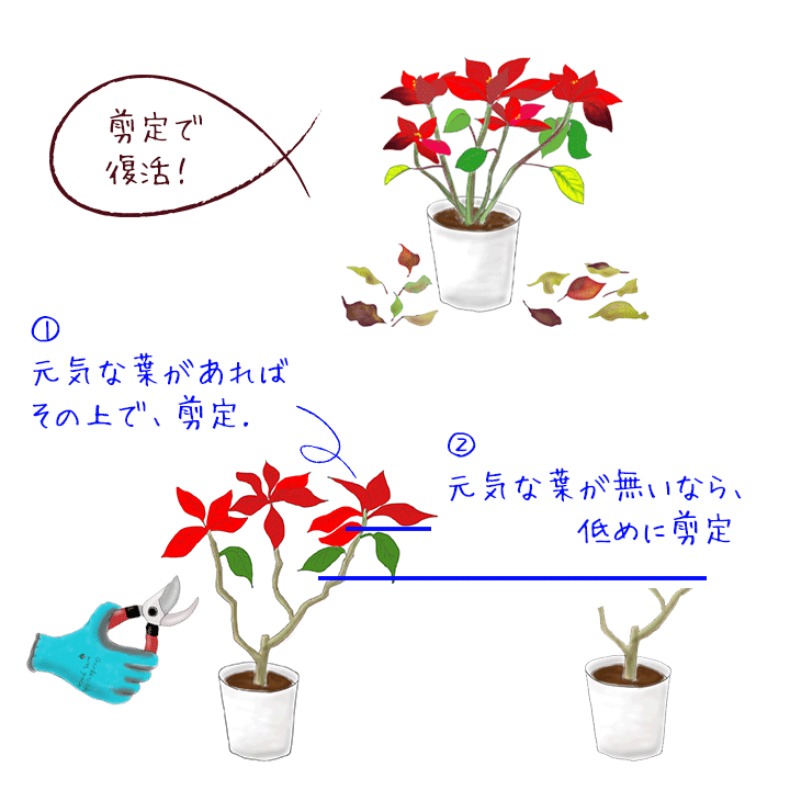 ポインセチアの育て方 葉が落ちる 剪定 翌年も赤くする方法 特集 読みもの E 花屋さん