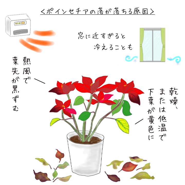 ポインセチアの育て方 葉が落ちる 剪定 翌年も赤くする方法 特集 読みもの E 花屋さん