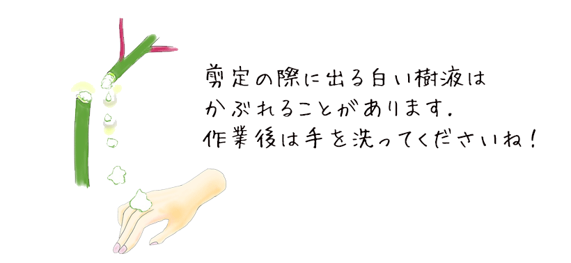 剪定作業の注意点（白い樹液に注意）