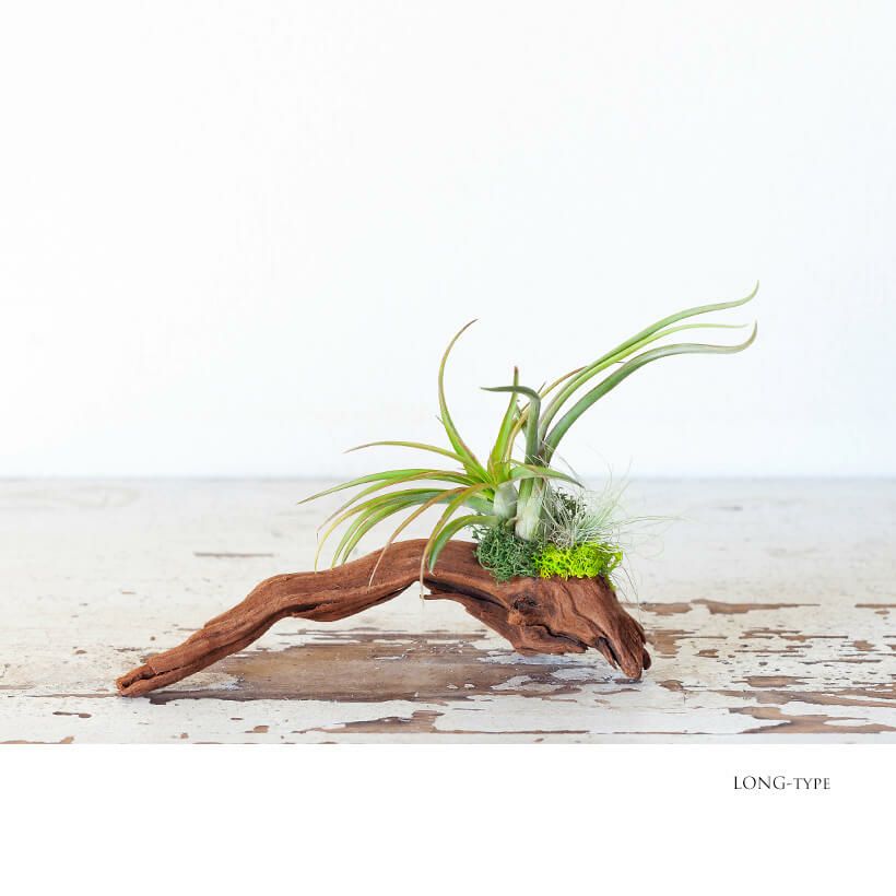 エアープランツ3種の寄せ植え｜インテリアにお勧め！流木着生 – 特集