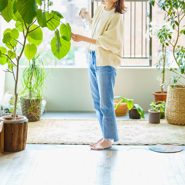 観葉植物のお世話のポイント