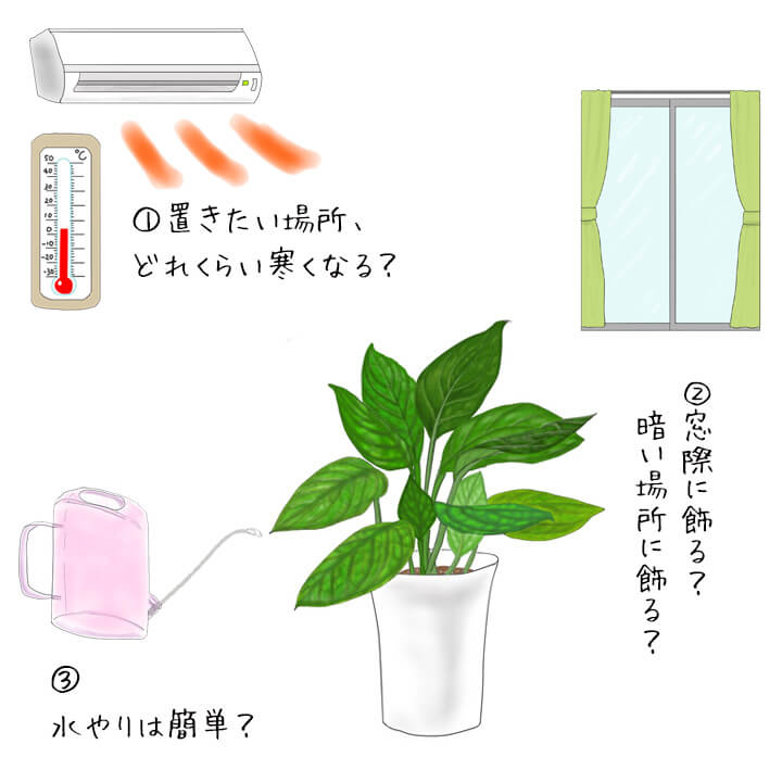 丈夫な観葉植物3つの条件