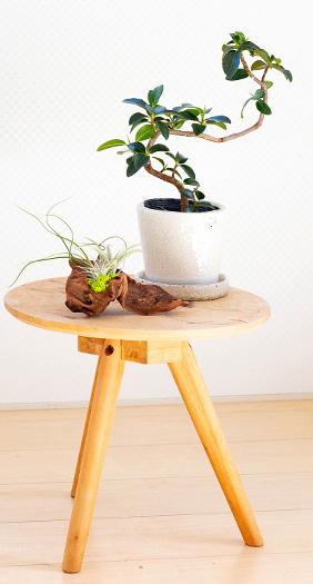 エアープランツ3種の寄せ植え｜インテリアにお勧め！流木着生 – 特集