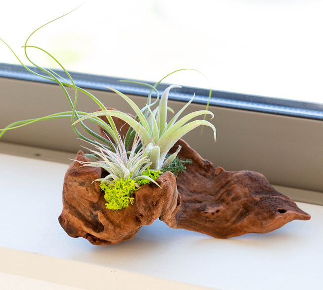 エアープランツ3種の寄せ植え｜インテリアにお勧め！流木着生 – 特集