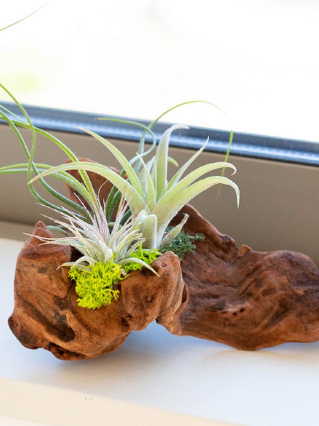 エアープランツ3種の寄せ植え｜インテリアにお勧め！流木着生 – 特集
