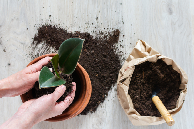 観葉植物に有機肥料を混ぜて植え込み