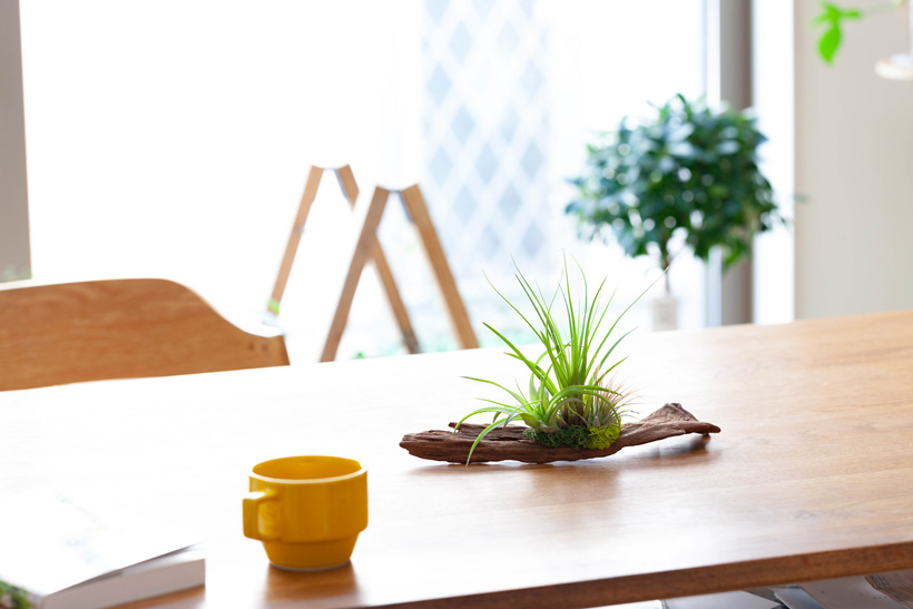 エアープランツ3種の寄せ植え｜インテリアにお勧め！流木着生 – 特集