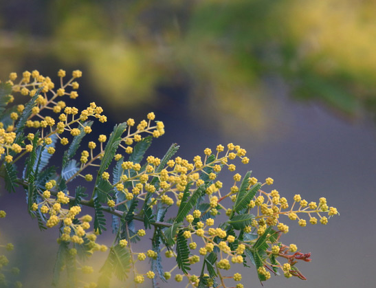 アカシア属の木｜シンボルツリーお勧めミモザ・スペクタビリス – 特集