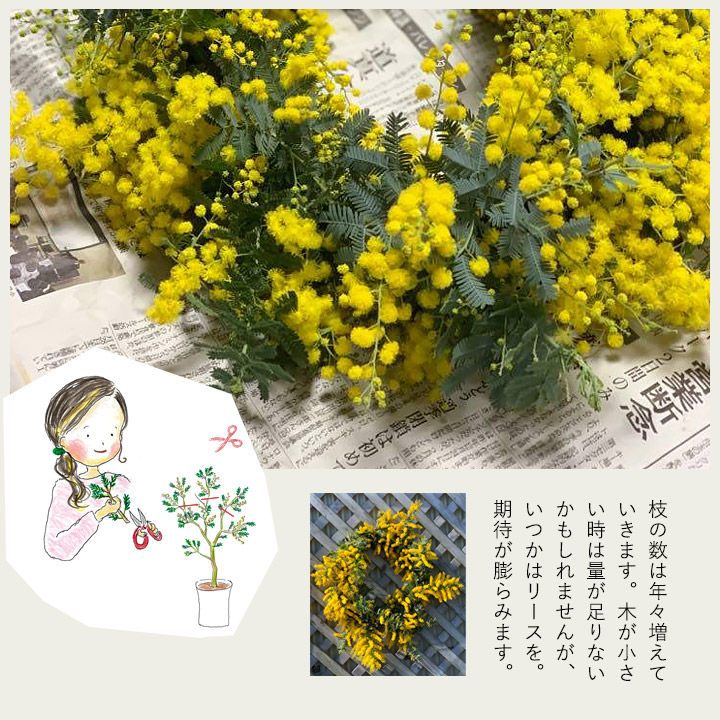 ✨春✨Spectabilis \" ③ アカシア スペクタビリス ミモザ アカシアスペクタビリス鉢植え｜育て方付き耐寒性強：予約販売1月～