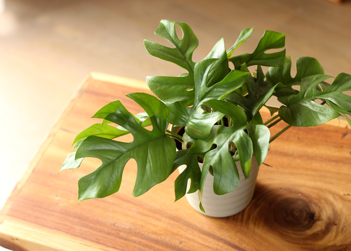 姫モンステラは風水good植物｜水やり・剪定・植え替えガイド付き