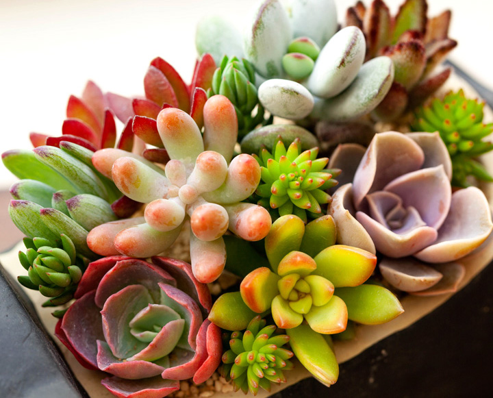 ꕥ多肉寄せ植えꕥお眠り中白猫ちゃん＆ハウスオブジェ付き 多肉