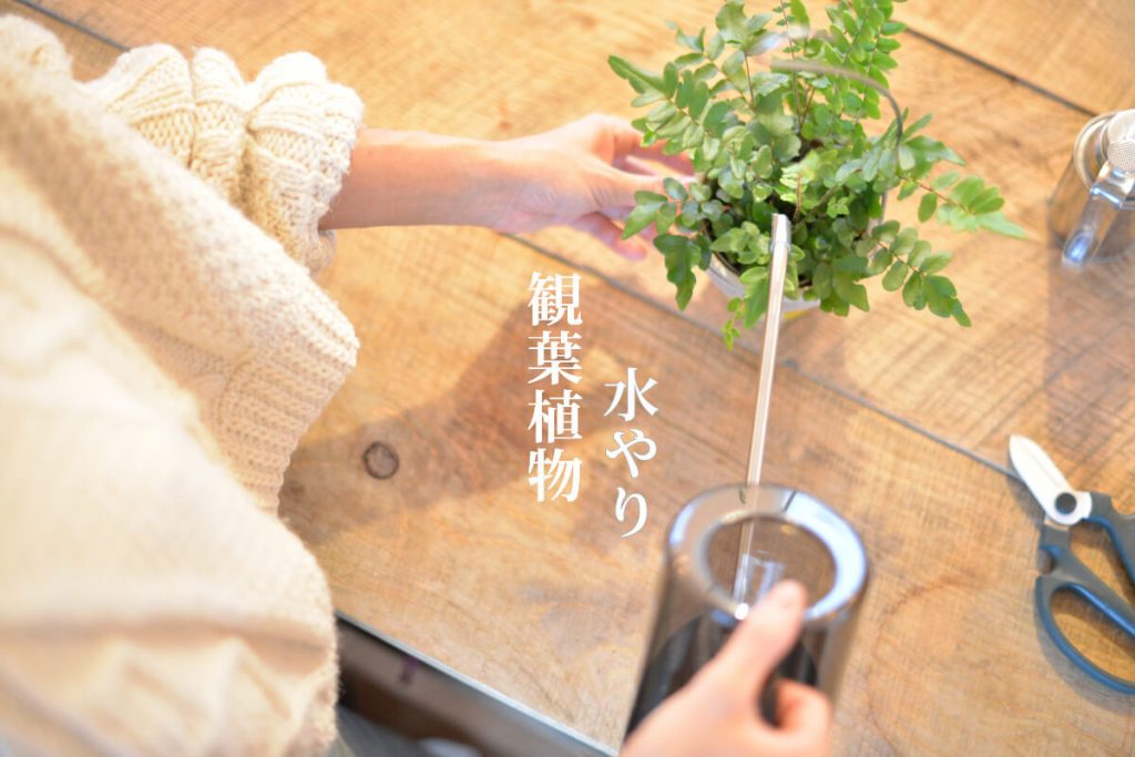 観葉植物の水やり