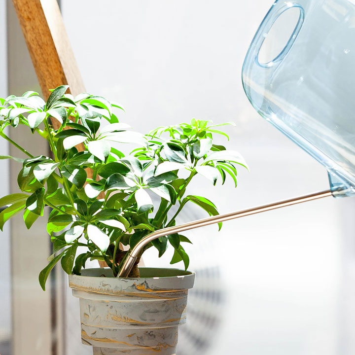 観葉植物への水やりの仕方