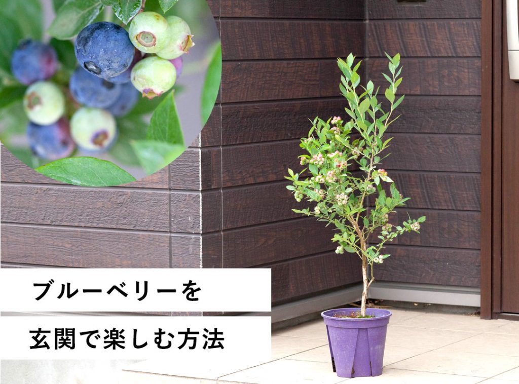 ブルーベリー「鉢植え」の育て方