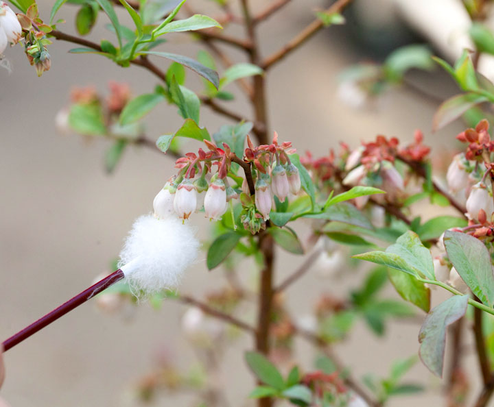 耳かきで行うブルーベリーの花受粉