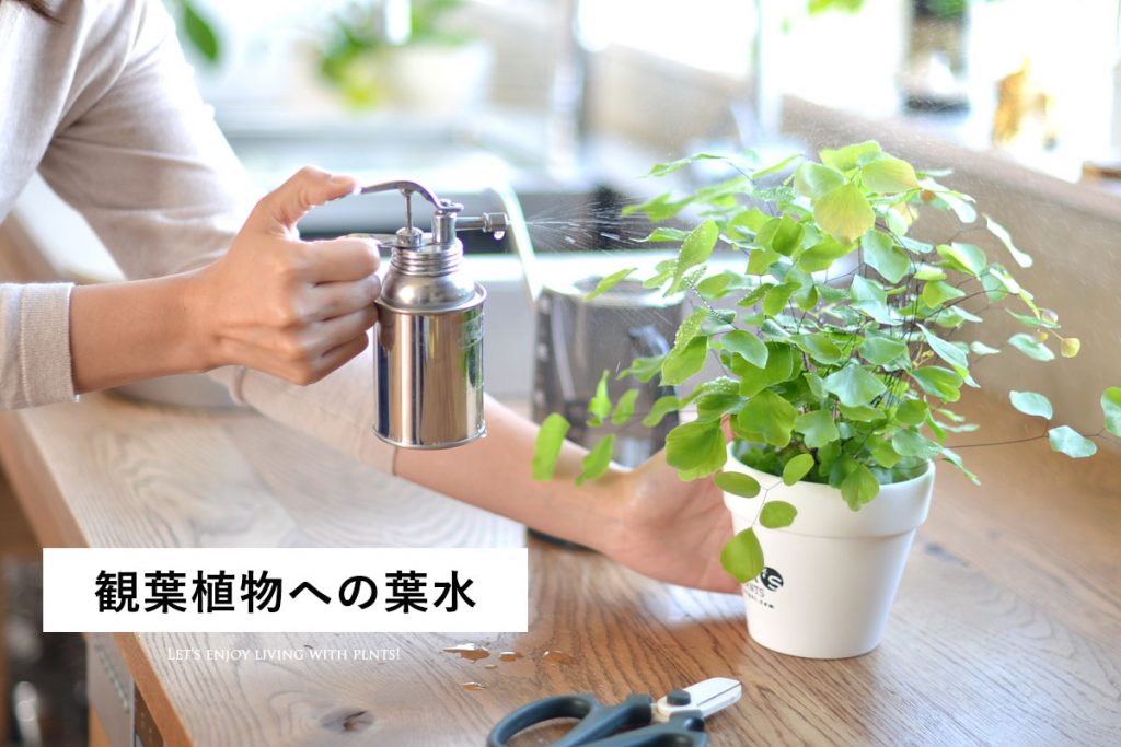 葉水とは？観葉植物への効果