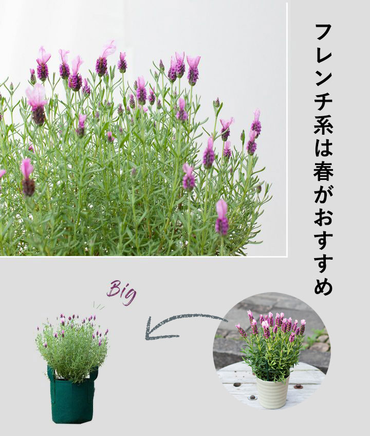 フレンチ系ラベンダーの植え替え時期