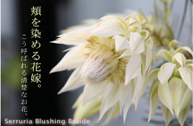セルリア・ブラッシングブライドの花