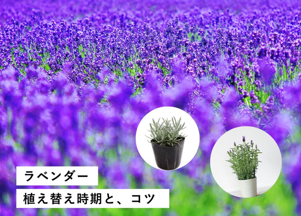 ラベンダーの植え替え