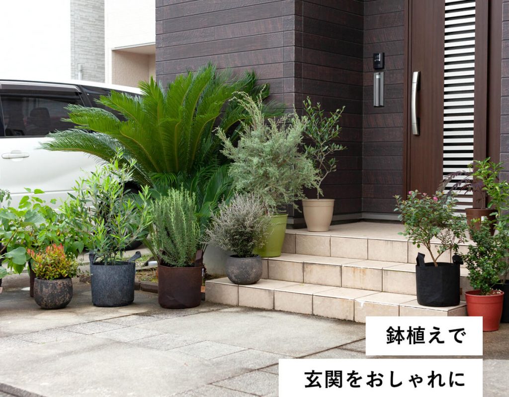 玄関前に鉢植え植物を複数並べる