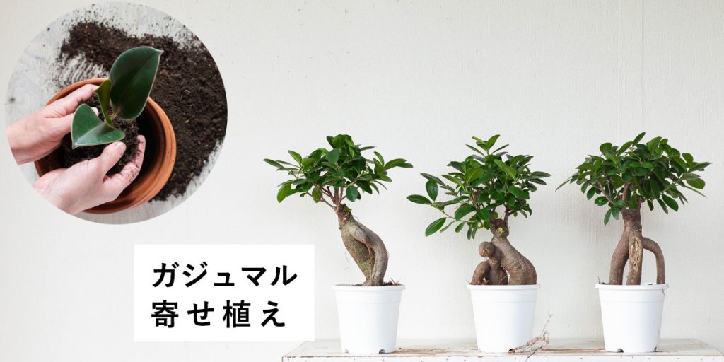 ガジュマル寄せ植え