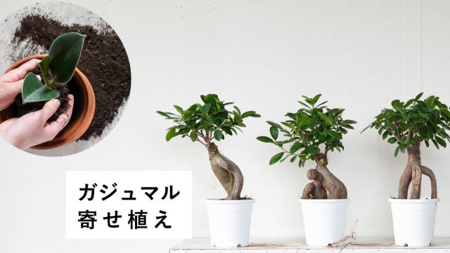 <span class="title">ガジュマルの寄せ植え｜相性・似合う鉢を解説！おしゃれ鉢植えに</span>