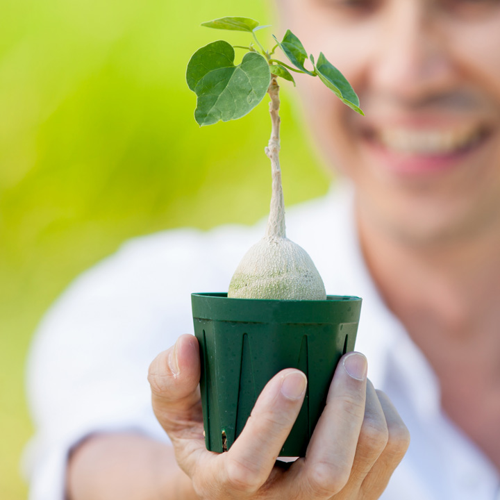 プレミアム用土は、こだわりの観葉植物にも