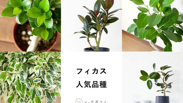 <span class="title">フィカス｜観葉植物でも人気の10種類！置き場所や育て方のコツ￼</span>