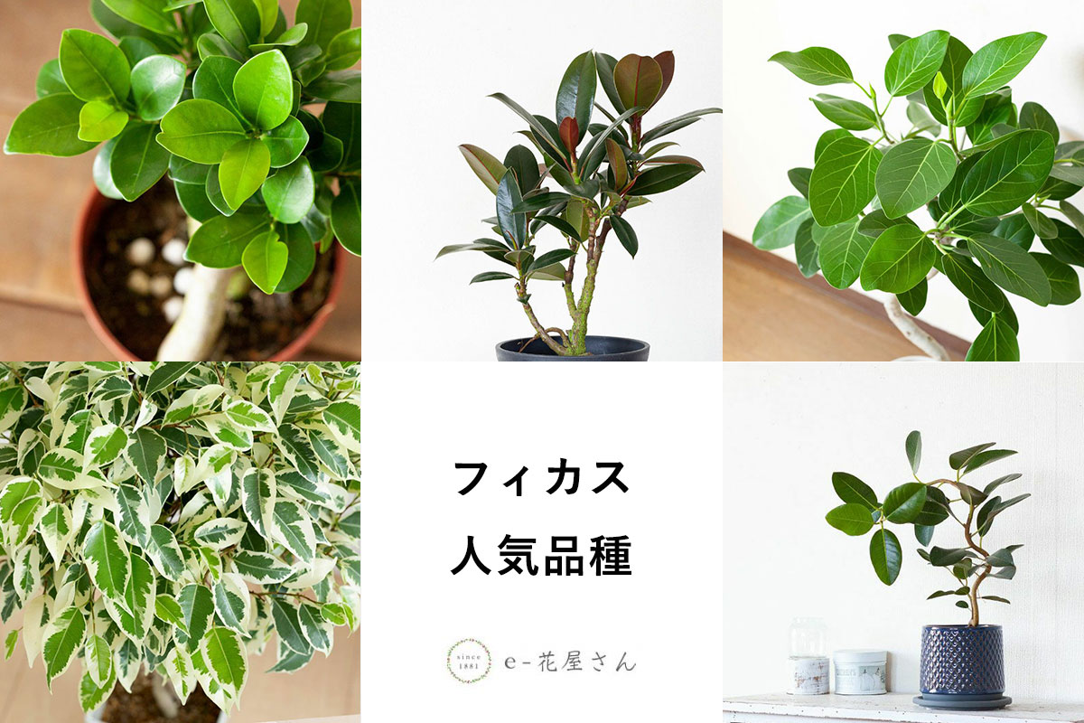 希少品種 大型 美形 フィカス アウリクラタ エベレスト 8号