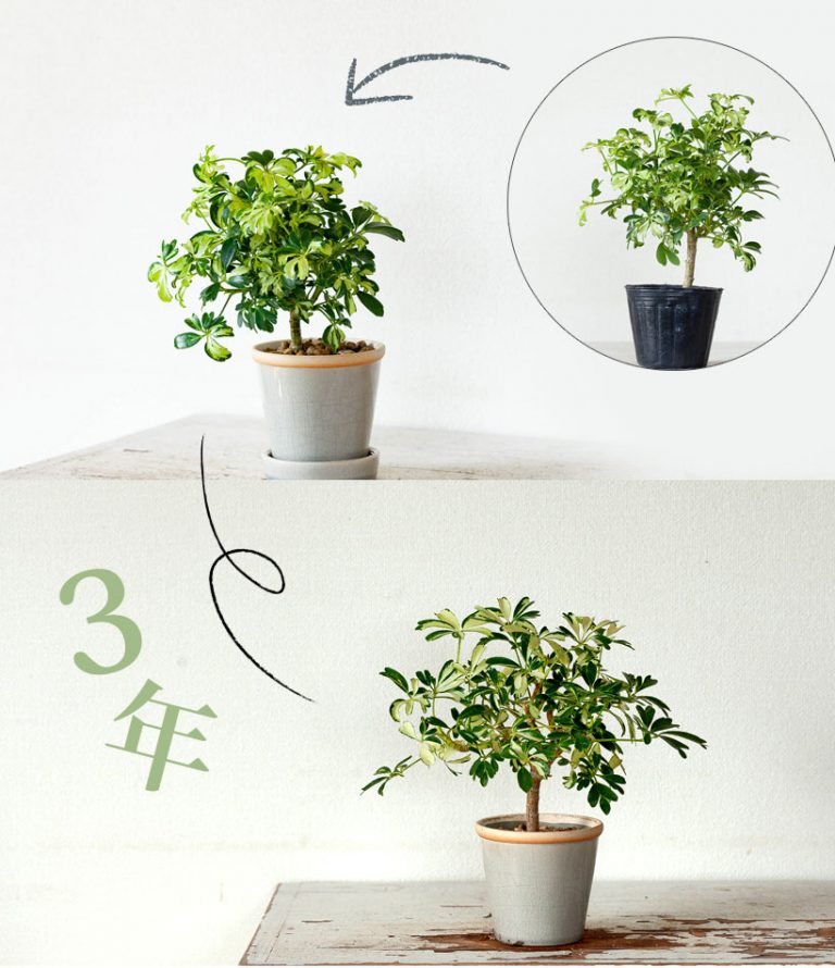 カポック(シェフレラ)の魅力|剪定・植え替え、育て方を解説 | 特集・読みもの | e-花屋さん
