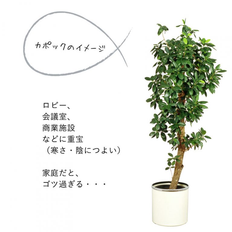 カポック(シェフレラ)の魅力|剪定・植え替え、育て方を解説 | 特集・読みもの | e-花屋さん