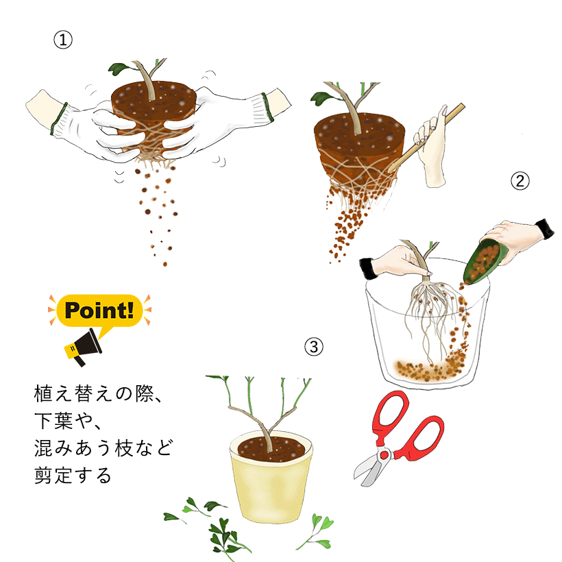 カポックの植え替えと剪定の説明