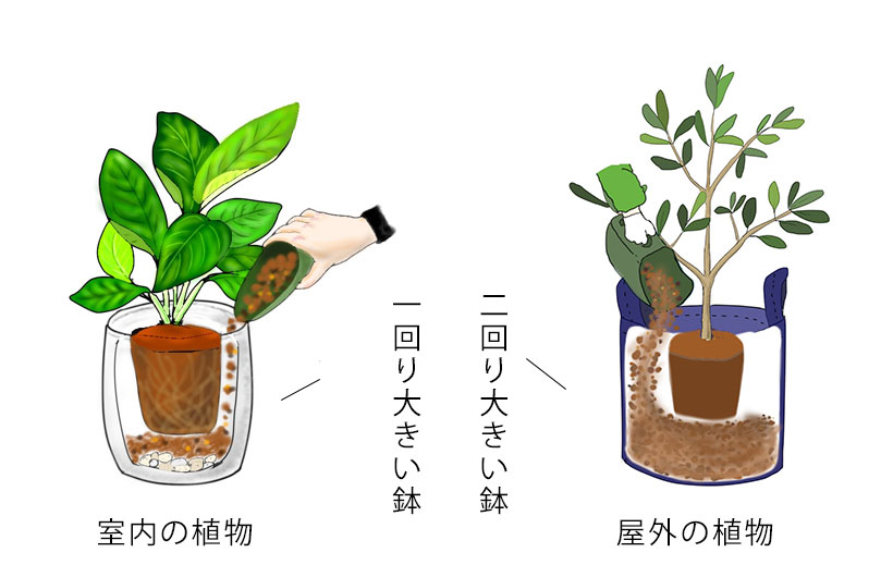 室内植物と屋外植物の植え替え作業の違い