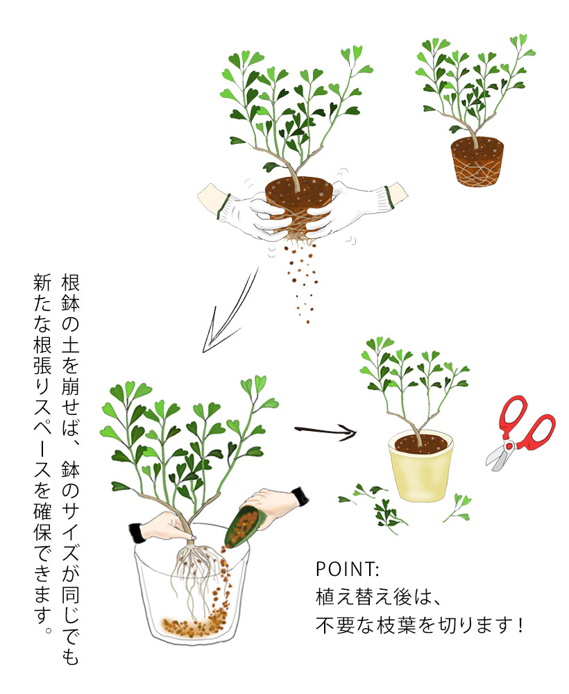 鉢を大きくしない植え替えの手順