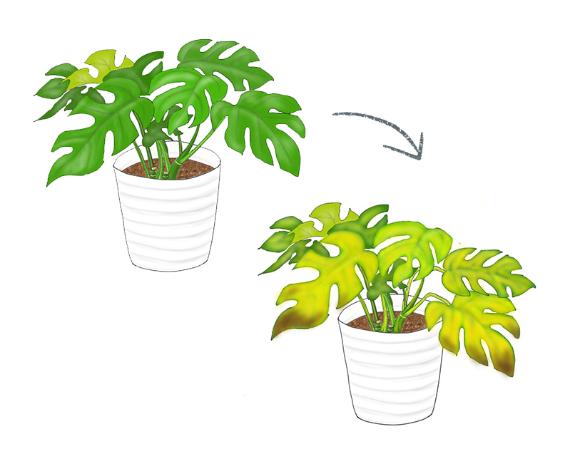 観葉植物の植え替えリスク