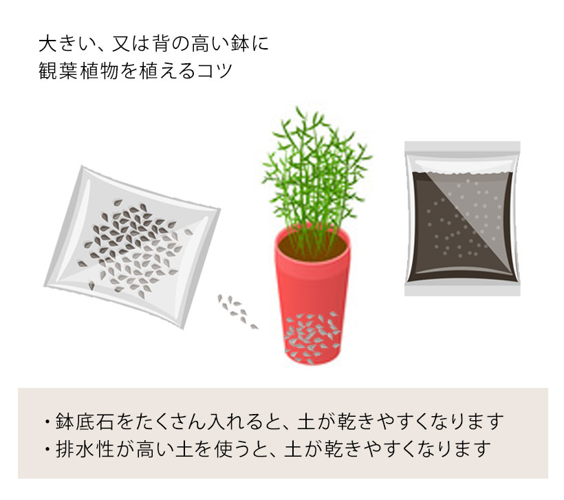 観葉植物を植え替えする際のテクニック