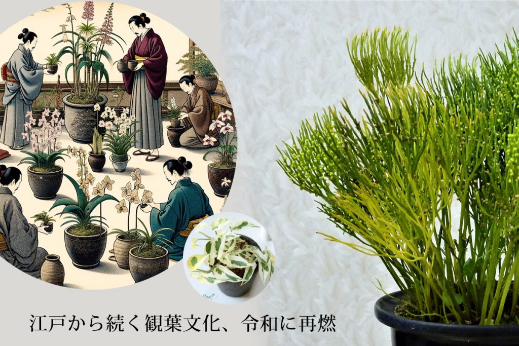 江戸時代と観葉植物