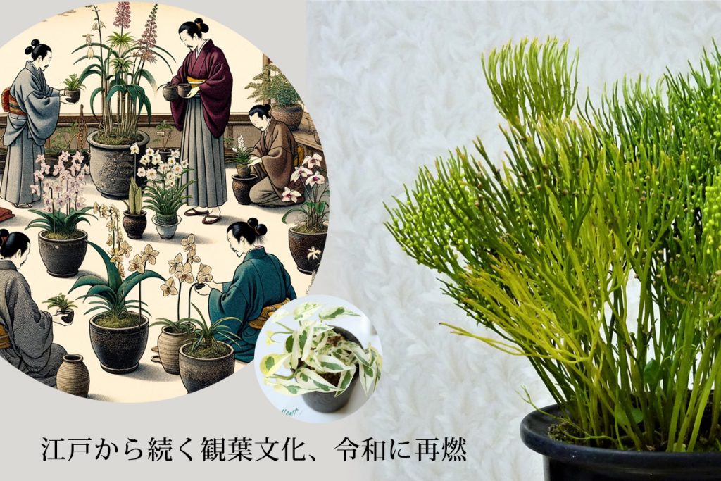 江戸時代と令和の観葉植物文化