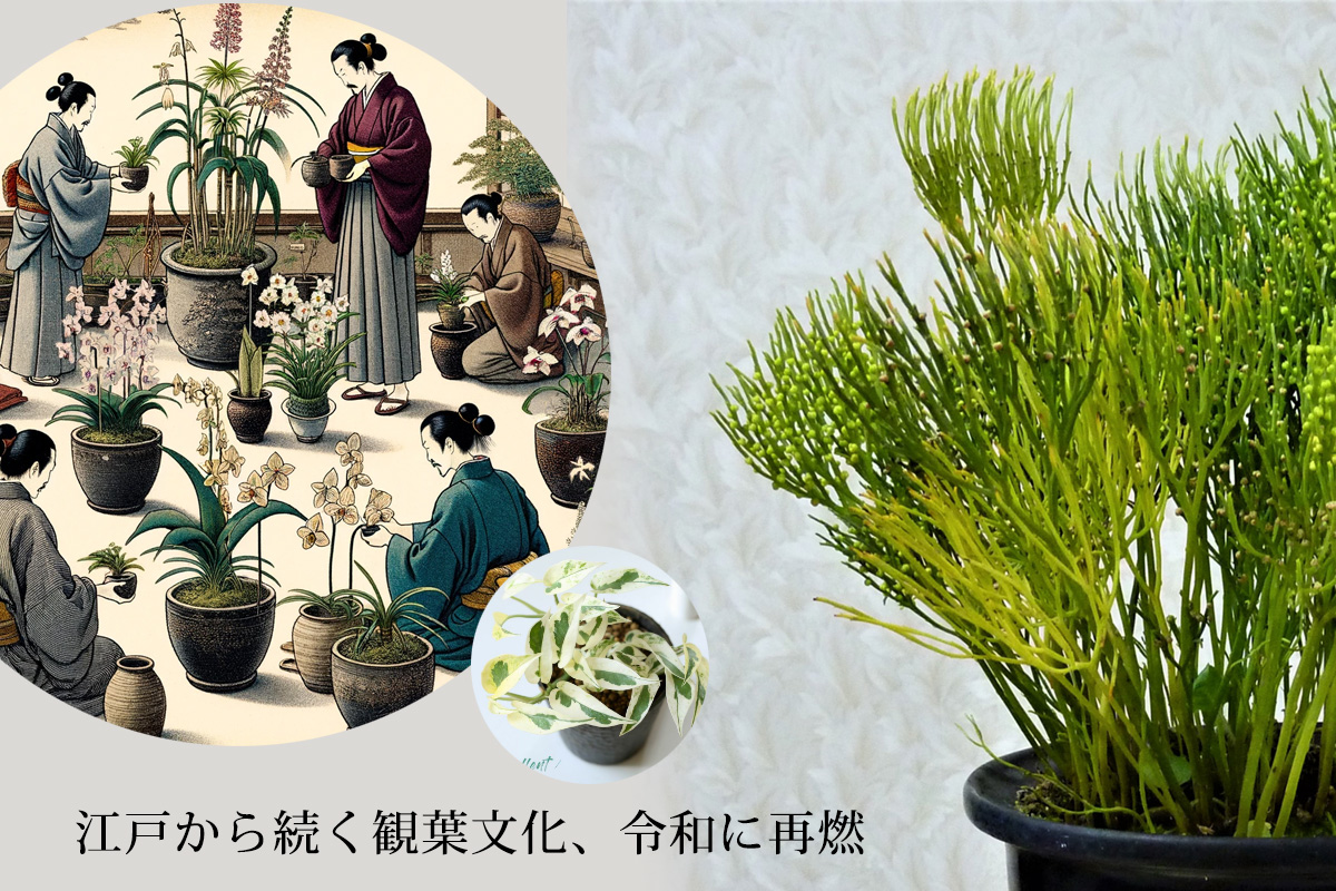 江戸時代の観葉植物文化が令和に！熱狂感じた日本ポトスサミット