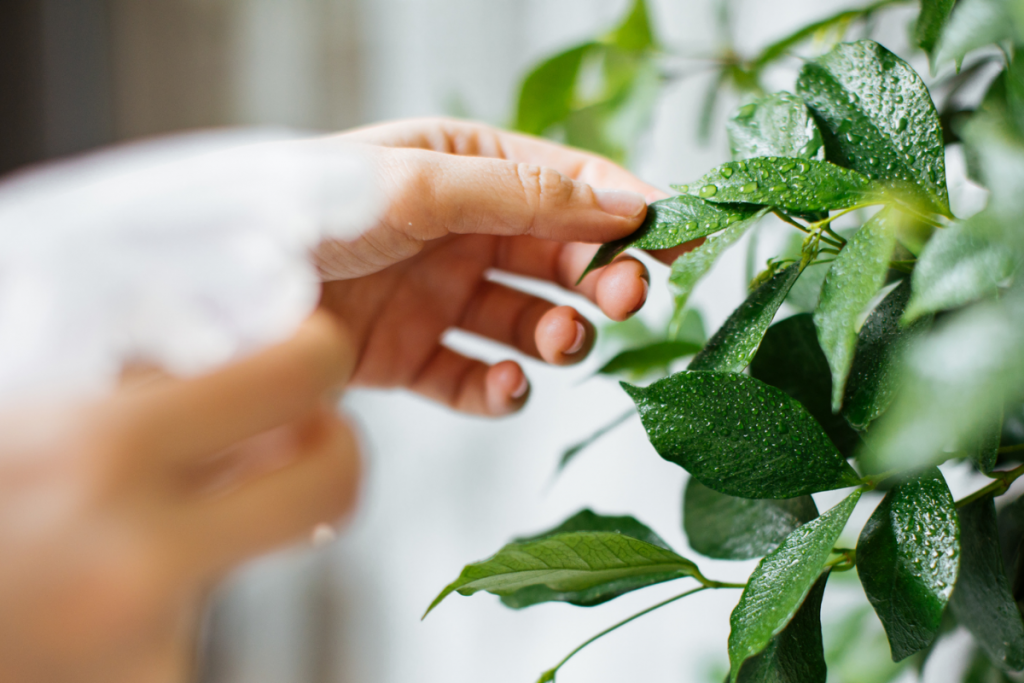 観葉植物に葉水をしている