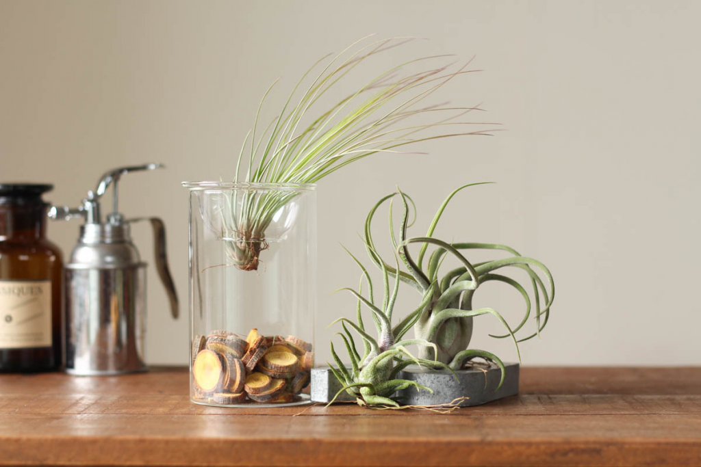 エアプランツを飾っている画像