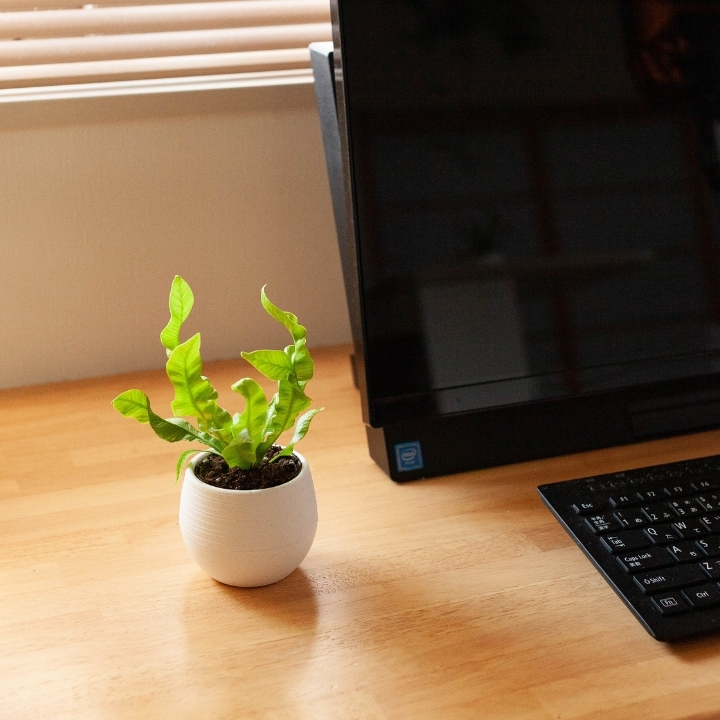 アスプレニウム・エメラルドウェーブをデスク横に飾っている画像